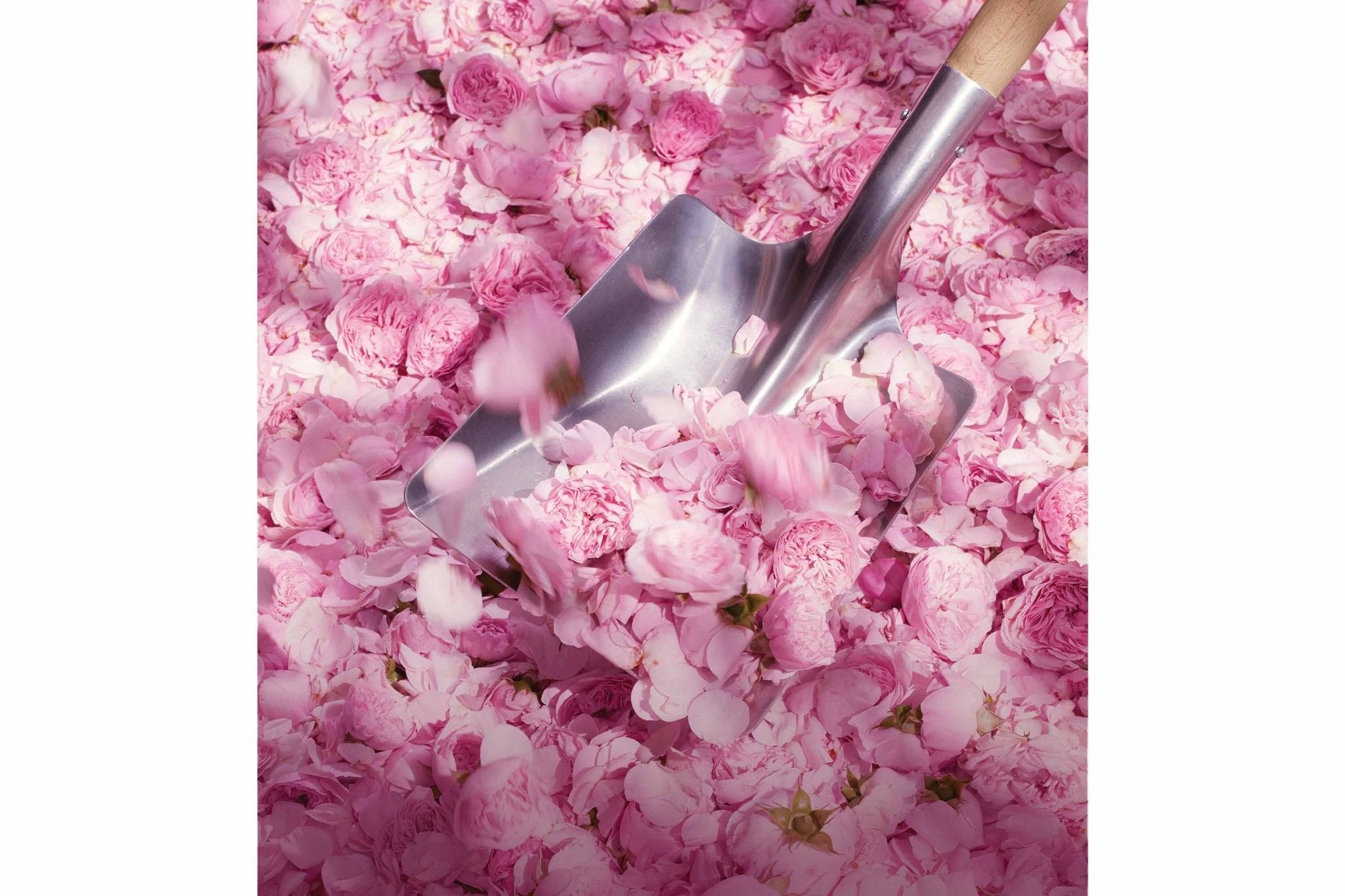 Christian Dior Miss Dior Blooming Bouquet Eau De Toilette Spray for Women, 3.4 oz (100mL) - ShanShar Beauty : The world of beauty.